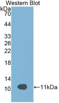 Apolipoprotein C3 (APOC3) Rat Monoclonal Antibody