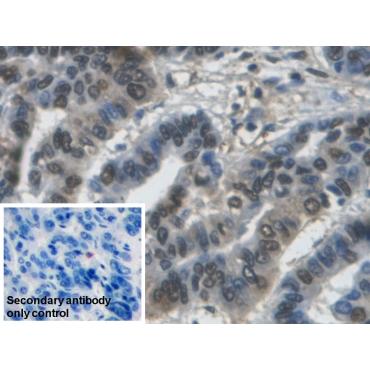 Glyceraldehyde-3-Phosphate Dehydrogenase (GAPDH) Human Monoclonal Antibody