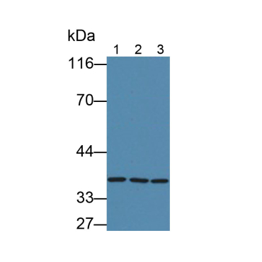 Glyceraldehyde-3-Phosphate Dehydrogenase (GAPDH) Human Monoclonal Antibody