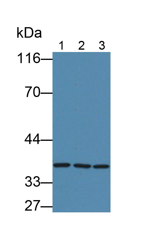 Glyceraldehyde-3-Phosphate Dehydrogenase (GAPDH) Human Monoclonal Antibody