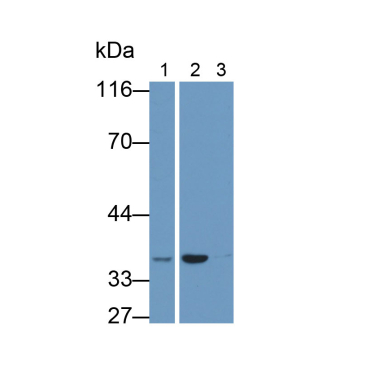 Glyceraldehyde-3-Phosphate Dehydrogenase (GAPDH) Human Monoclonal Antibody