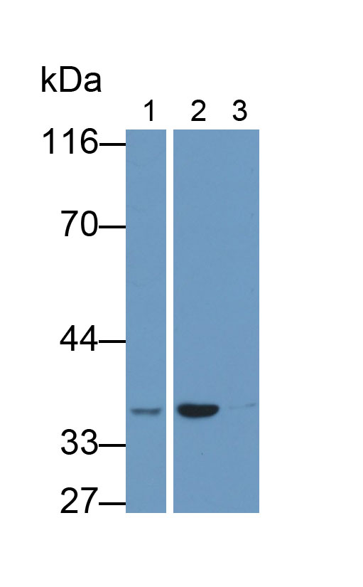 Glyceraldehyde-3-Phosphate Dehydrogenase (GAPDH) Human Monoclonal Antibody