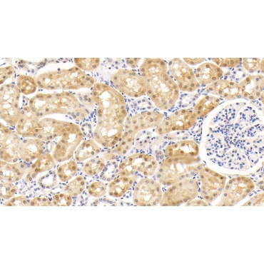 Superoxide Dismutase 1 (SOD1) Bovine (Cattle) Monoclonal Antibody