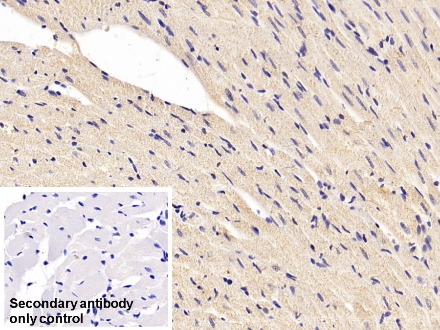 Superoxide Dismutase 1 (SOD1) Rat Monoclonal Antibody