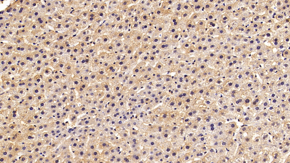 Superoxide Dismutase 1 (SOD1) Rat Monoclonal Antibody