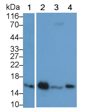 Superoxide Dismutase 1 (SOD1) Rat Monoclonal Antibody