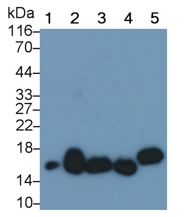 Superoxide Dismutase 1 (SOD1) Rat Monoclonal Antibody