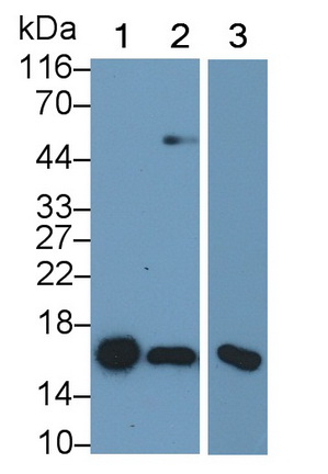 Superoxide Dismutase 1 (SOD1) Rat Monoclonal Antibody