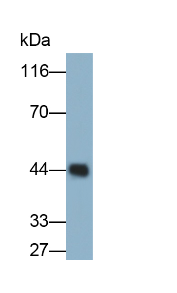 Apolipoprotein A4 (APOA4) Human Monoclonal Antibody