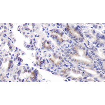 Pigment Epithelium Derived Factor (PEDF) Mouse Monoclonal Antibody