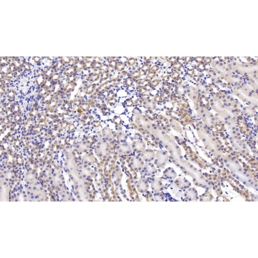Pigment Epithelium Derived Factor (PEDF) Mouse Monoclonal Antibody