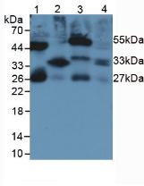 Interleukin 33 (IL33) Rat Monoclonal Antibody