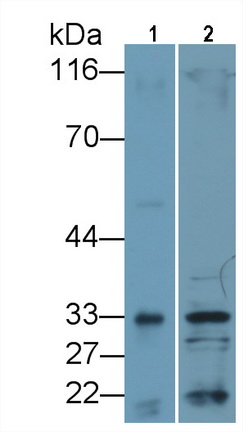 Interleukin 33 (IL33) Rat Monoclonal Antibody