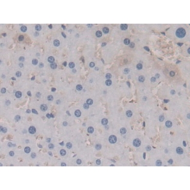 Apolipoprotein A5 (APOA5) Mouse Monoclonal Antibody