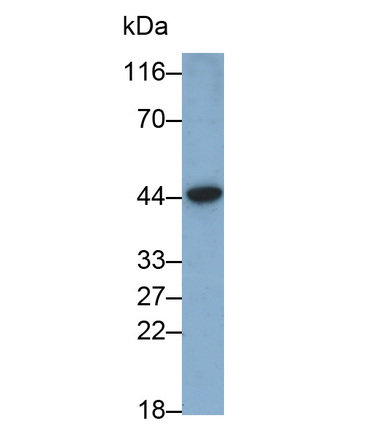 Apolipoprotein A5 (APOA5) Pig Monoclonal Antibody