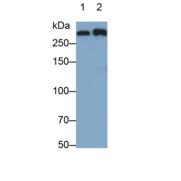 Apolipoprotein B (APOB) Mouse Monoclonal Antibody