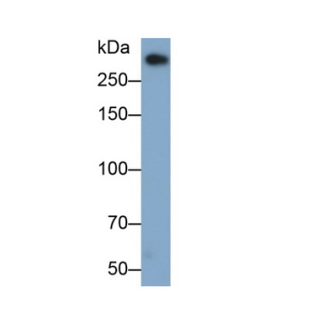 Apolipoprotein B (APOB) Mouse Monoclonal Antibody