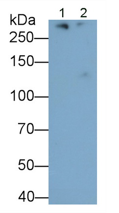 Apolipoprotein B (APOB) Mouse Monoclonal Antibody