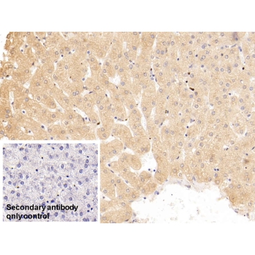 Serpin A10 (SERPINA10) Human Monoclonal Antibody