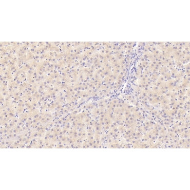 Interleukin 29 (IL29) Human Monoclonal Antibody