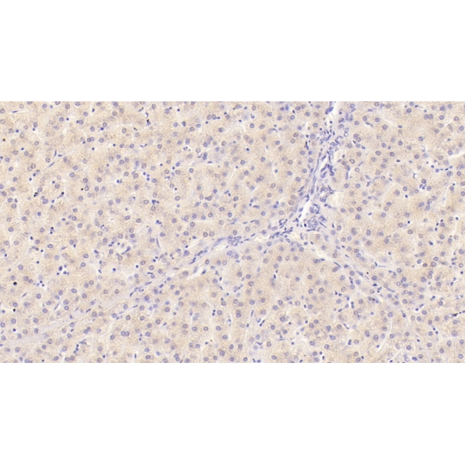 Interleukin 29 (IL29) Human Monoclonal Antibody
