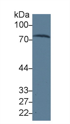Transferrin (TF) Human Monoclonal Antibody