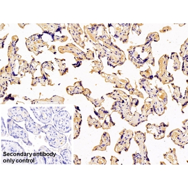 Transferrin (TF) Human Monoclonal Antibody
