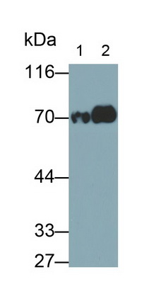 Transferrin (TF) Human Monoclonal Antibody
