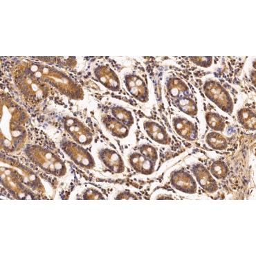 Survivin (Surv) Human Monoclonal Antibody