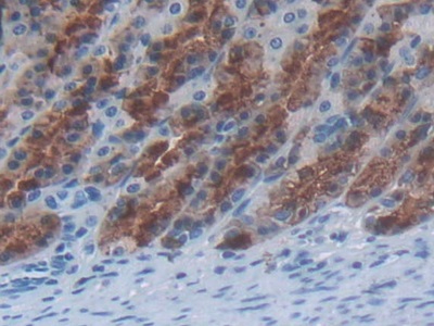 Interleukin 24 (IL24) Rat Monoclonal Antibody