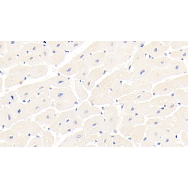 Integrin Alpha 11 (ITGa11) Human Monoclonal Antibody