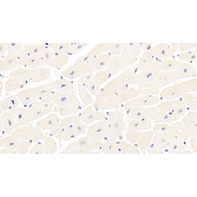 Integrin Alpha 11 (ITGa11) Human Monoclonal Antibody