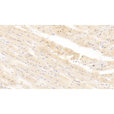 Integrin Alpha 11 (ITGa11) Human Monoclonal Antibody