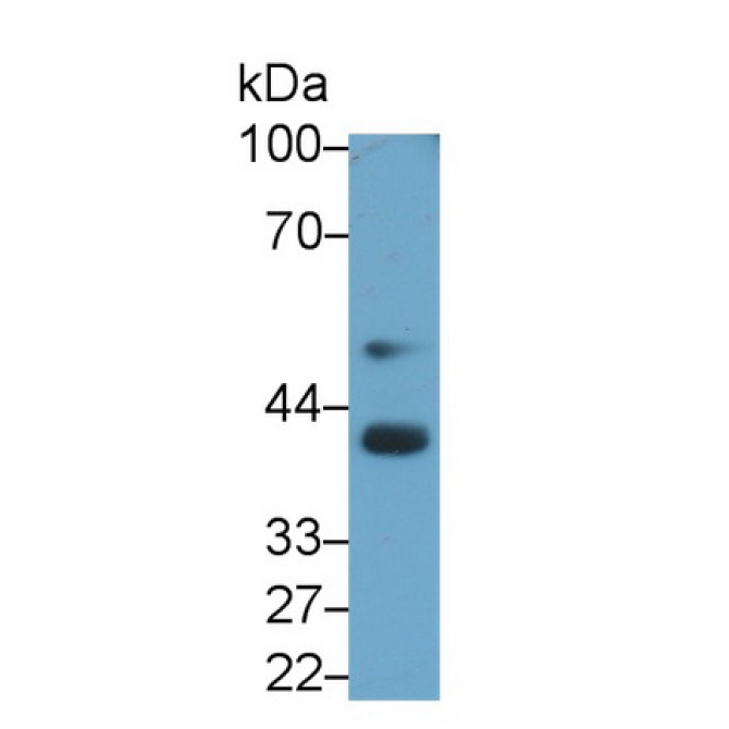 Bone Morphogenetic Protein 3 (BMP3) Bovine (Cattle) Monoclonal Antibody