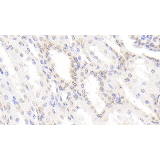 Bone Morphogenetic Protein 3 (BMP3) Bovine (Cattle) Monoclonal Antibody