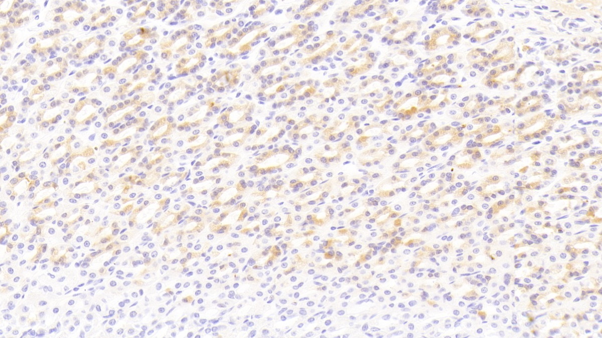 Bone Morphogenetic Protein 3 (BMP3) Rat Monoclonal Antibody