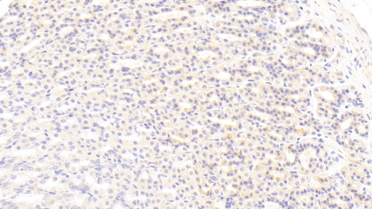 Bone Morphogenetic Protein 3 (BMP3) Rat Monoclonal Antibody
