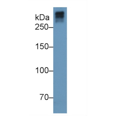 Collagen Type VII (COL7) Human Monoclonal Antibody