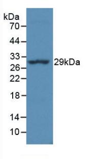 HLA Class II Histocompatibility Antigen, DR Alpha Chain (HLA-DRA) Rhesus monkey (Simian) Monoclonal Antibody