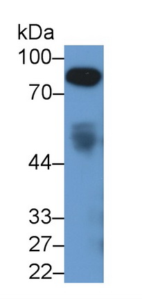 Afamin (AFM) Rat Monoclonal Antibody