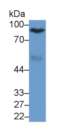 Afamin (AFM) Rat Monoclonal Antibody