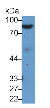Afamin (AFM) Rat Monoclonal Antibody