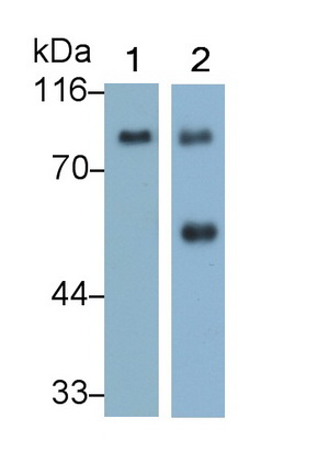 Afamin (AFM) Rat Monoclonal Antibody