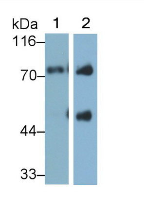 Afamin (AFM) Rat Monoclonal Antibody