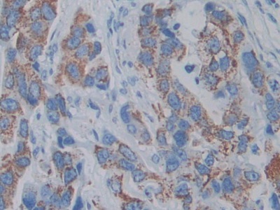 Anterior Gradient 2 (AGR2) Rat Monoclonal Antibody