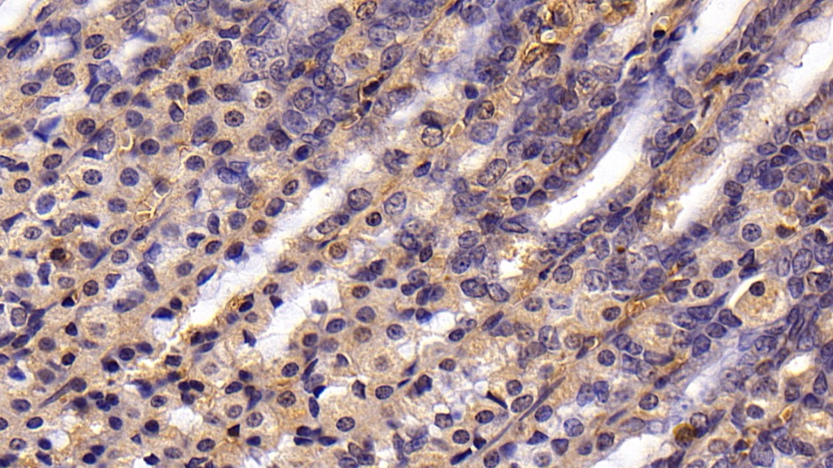 Anterior Gradient 2 (AGR2) Rat Monoclonal Antibody