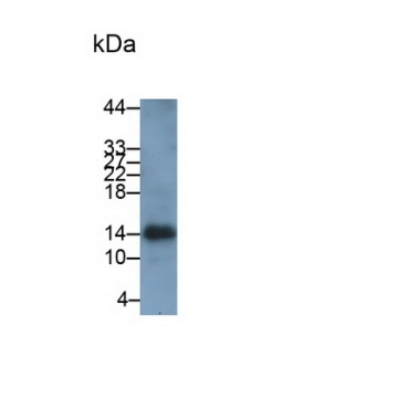 Ionized Calcium-binding Adapter Molecule 1 (IBA1) Human Monoclonal Antibody