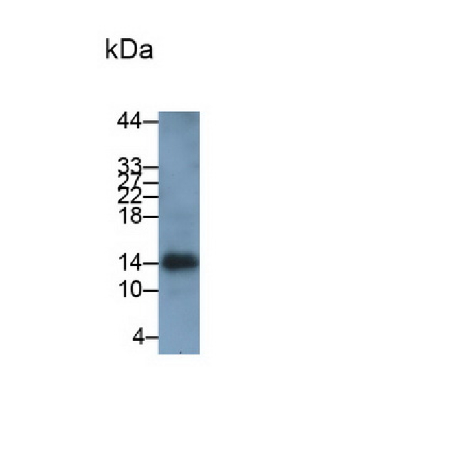 Ionized Calcium-binding Adapter Molecule 1 (IBA1) Human Monoclonal Antibody