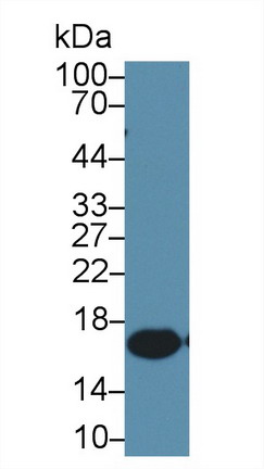 Ionized Calcium-binding Adapter Molecule 1 (IBA1) Rat Monoclonal Antibody