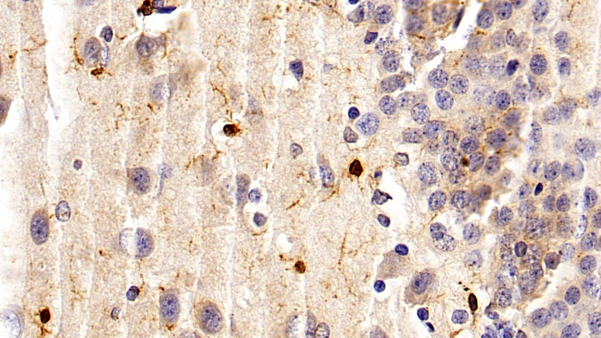 Ionized Calcium-binding Adapter Molecule 1 (IBA1) Rat Monoclonal Antibody